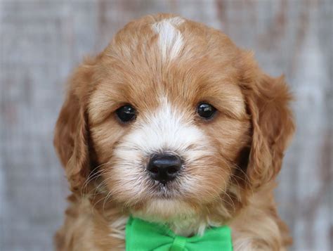 These include Goldendoodles, Labradoodles, Aussiedoodles, Bernedoodles, Springerdoodles, Sheepadoodles, Newfypoos, Cavapoos, and Cockapoos. . Crockett doodles